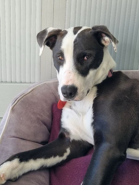 Tasman Pound Dog Winnie is looking for a home Carousel 2