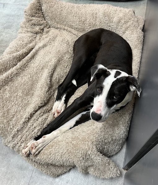 Tasman Pound Dog Winnie is looking for a home Carousel 1