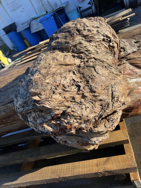 800kg Ancient Kauri Burl Log – Natural Art / Collector’s Showpiece64835067400451112