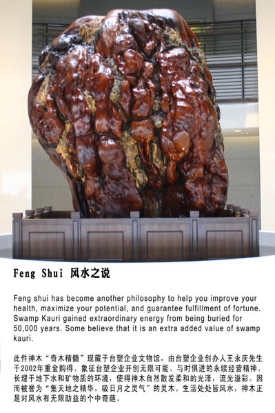 800kg Ancient Kauri Burl Log – Natural Art / Collector’s Showpiece Carousel 20