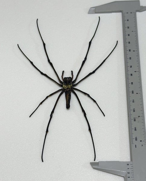 Real Golden Orbweb Spider: Nephila pilipes, Indonesia!! Huge!! Carousel 5