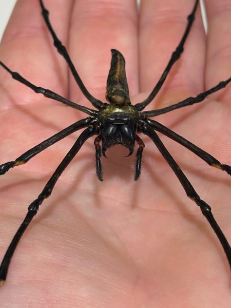 Real Golden Orbweb Spider: Nephila pilipes, Indonesia!! Huge!! Carousel 2
