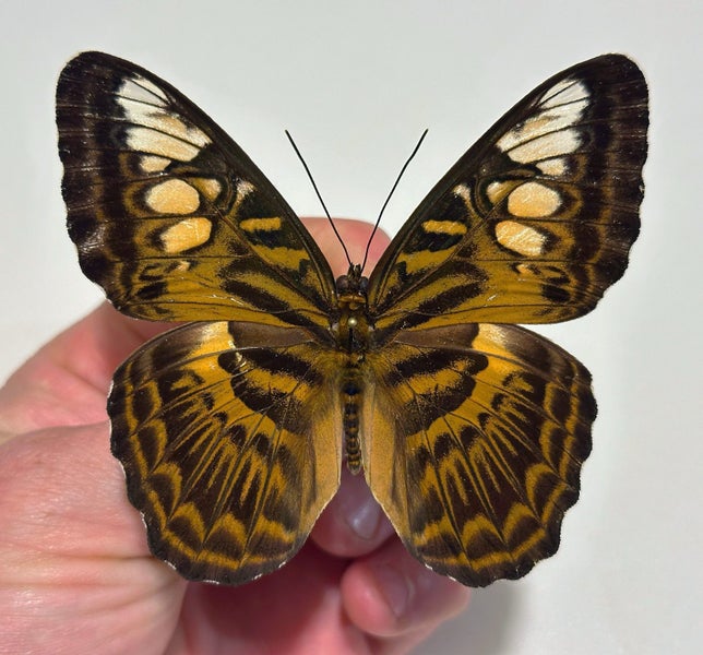 Real Butterfly: Parthenos sylvia, Indonesia!! Stunning!! Carousel 1