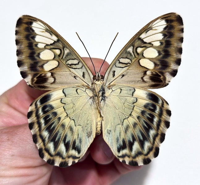 Real Butterfly: Parthenos sylvia, Indonesia!! Stunning!! Carousel 2
