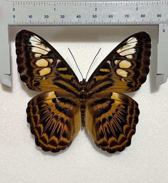 Real Butterfly: Parthenos sylvia, Indonesia!! Stunning!! Carousel 3