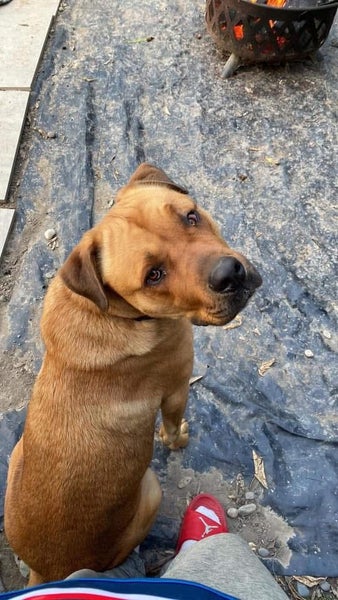 Large Dog Carousel 2