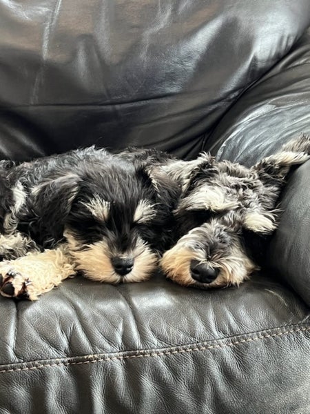 Miniture Schnauzer Puppies Carousel 11