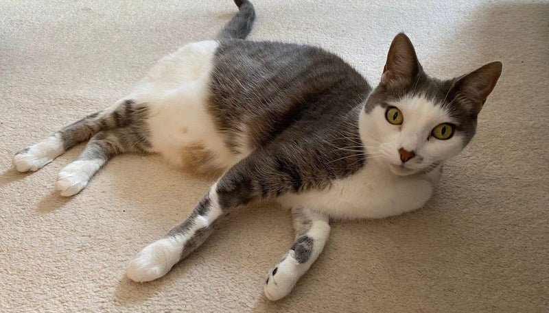 LOST CAT - BUCKLANDS BEACH, AUCKLAND Carousel 1