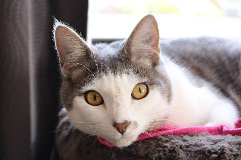LOST CAT - BUCKLANDS BEACH, AUCKLAND Carousel 2