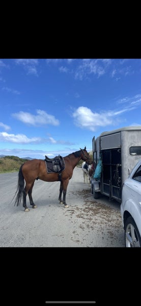 Schoolmaster63614394976515114