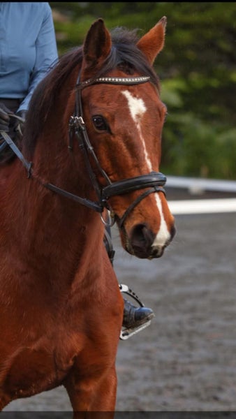 Schoolmaster63614394976515110