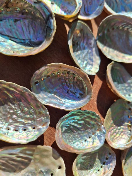 50 x Miniature Beautiful Paua and Abalone Shells Carousel 4