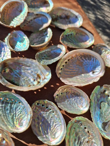 50 x Miniature Beautiful Paua and Abalone Shells Carousel 2