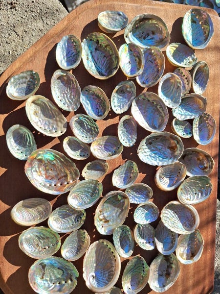 50 x Miniature Beautiful Paua and Abalone Shells Carousel 1