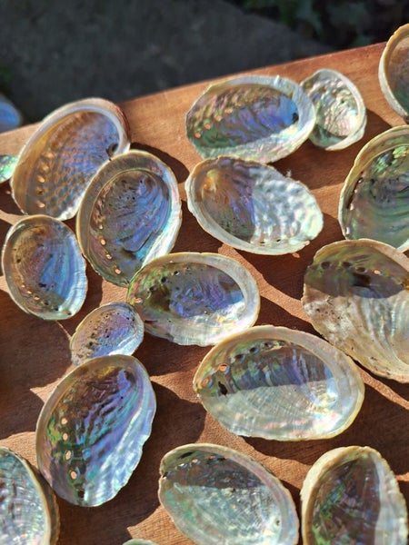 60 x Miniature Beautiful Paua and Abalone Shells Carousel 2