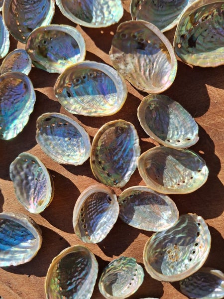 60 x Miniature Beautiful Paua and Abalone Shells Carousel 1