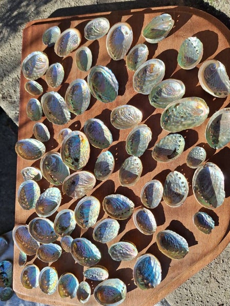 60 x Miniature Beautiful Paua and Abalone Shells Carousel 4