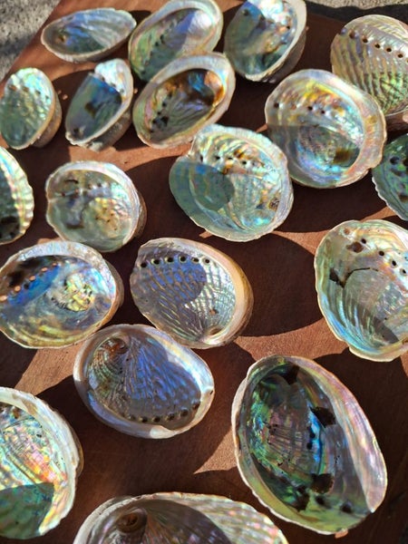 25 x Small Beautiful Paua and Abalone Shells Carousel 2