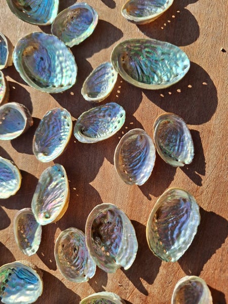 50 x Miniature Beautiful Paua and Abalone Shells Carousel 2