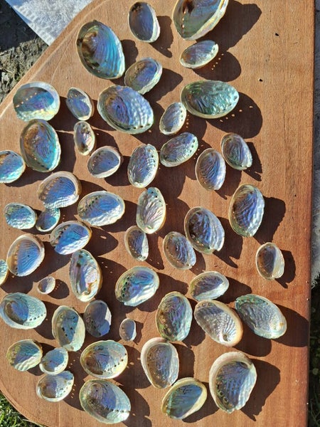 50 x Miniature Beautiful Paua and Abalone Shells Carousel 1