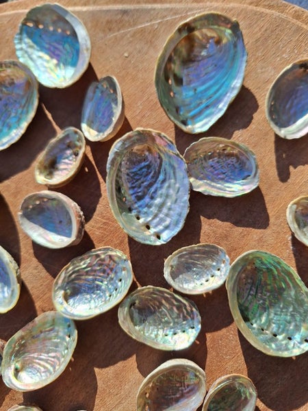50 x Miniature Beautiful Paua and Abalone Shells Carousel 5