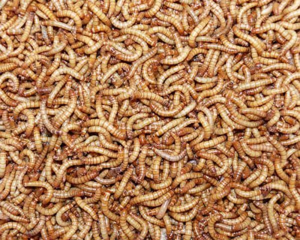 Dried Mealworms 100g for Birds Reptiles Fish Carousel 1