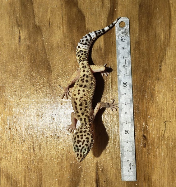 Leopard Gecko Carousel 3