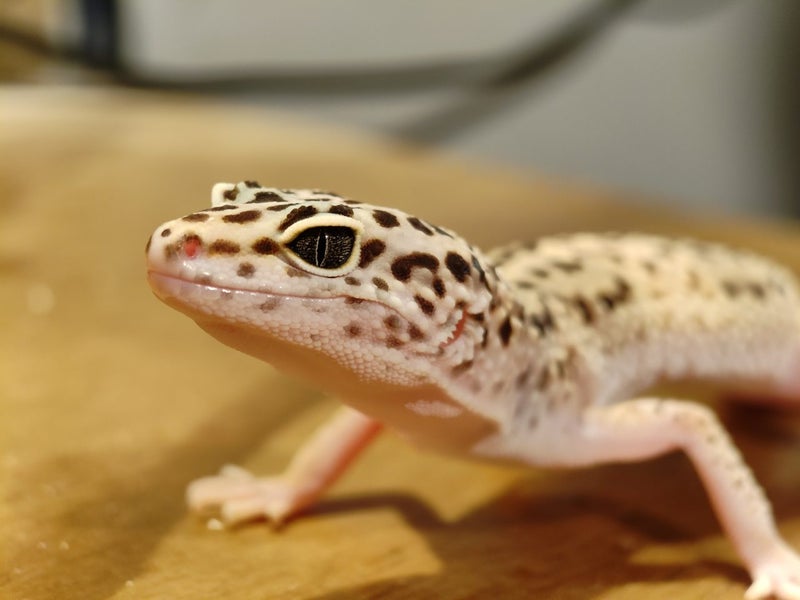 Leopard Gecko Carousel 1