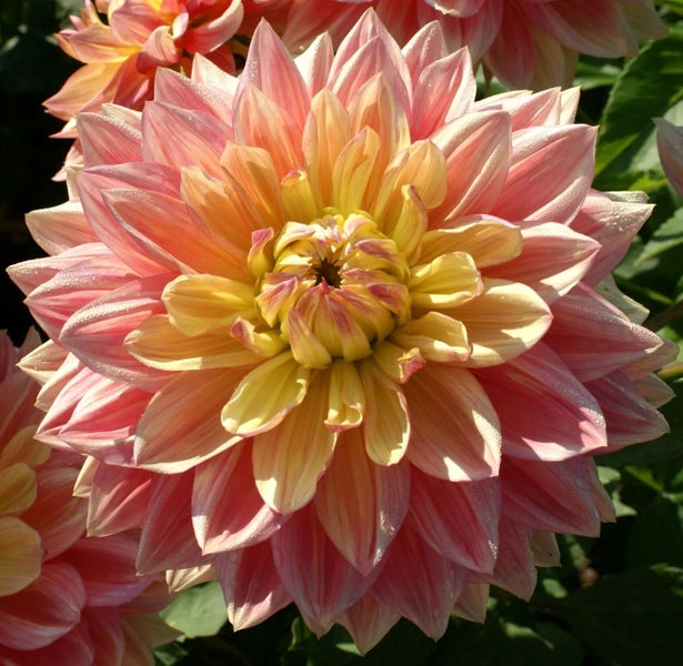 Dahlia Wanda's Aurora potted tubers lemon-cream flowers with salmon-pink tips Carousel 1