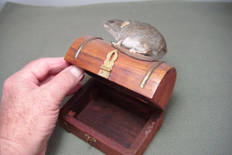 Taxidermy Rat on a box Carousel 2