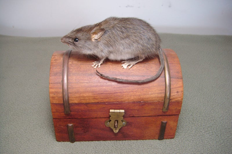 Taxidermy Rat on a box Carousel 1