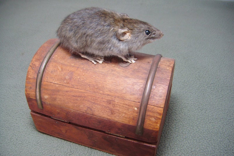 Taxidermy Rat on a box Carousel 7