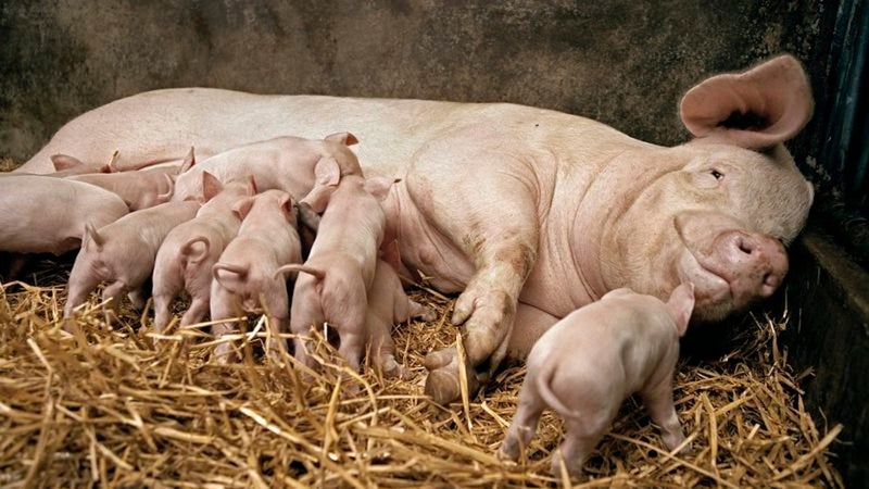 Electric netting fence for piglets two for the price of one Carousel 1