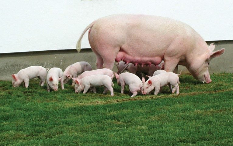 Electric netting fence for piglets two for the price of one Carousel 2
