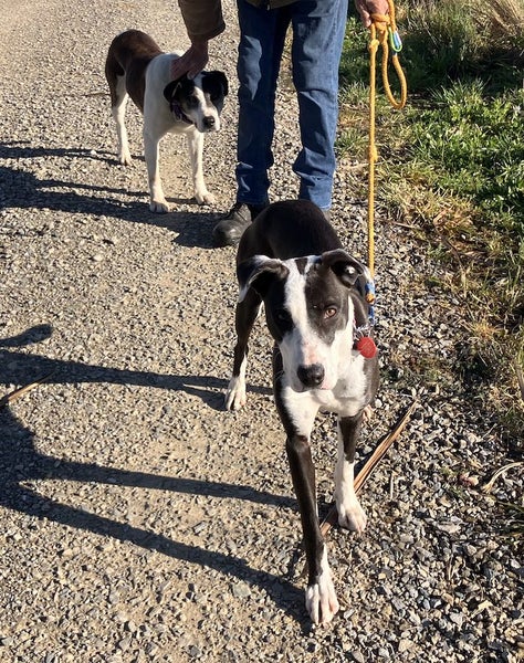 Tasman Pound Dog Winnie is looking for a home Carousel 8