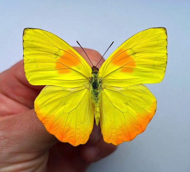 Real Butterfly: Phoebis philea, Peru!! Beauty! Carousel 1