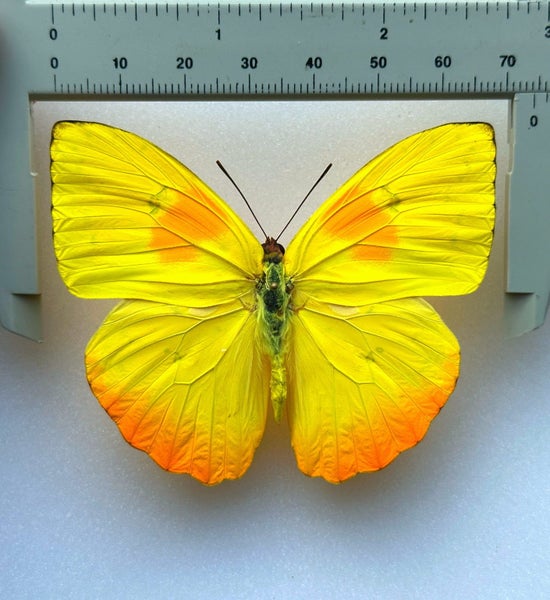Real Butterfly: Phoebis philea, Peru!! Beauty! Carousel 2