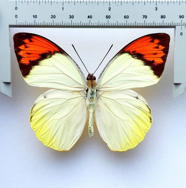 Real Butterfly: Hebomoia glaucippe, Indonesia!! Carousel 2