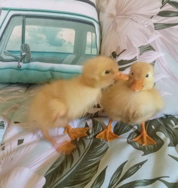 Fertile Eggs - Pekin-Khaki Campbell Duck 12 eggs Carousel 2