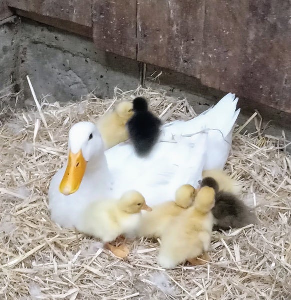 Fertile Eggs - Pekin-Khaki Campbell Duck 12 eggs Carousel 1