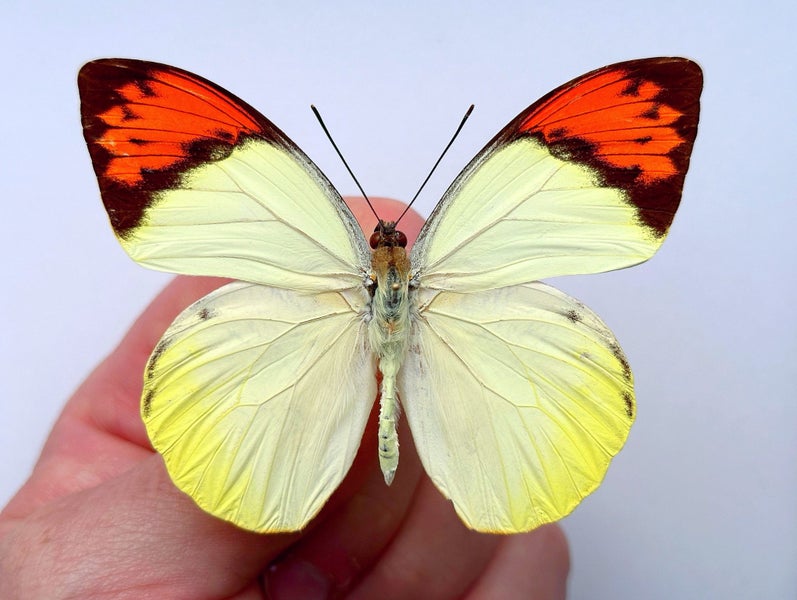 Real Butterfly: Hebomoia glaucippe, Indonesia!! Carousel 1