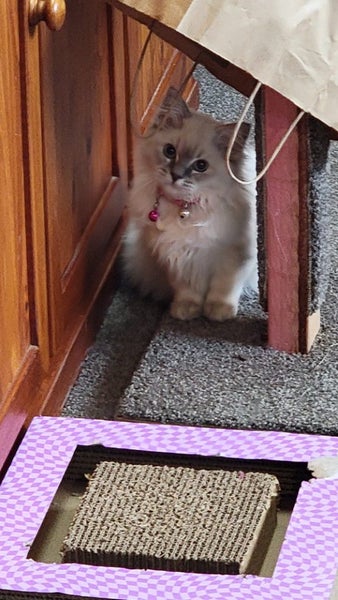 Ragdoll cat Carousel 2