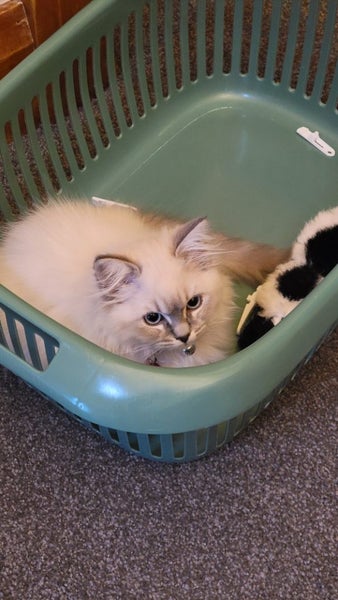 Ragdoll cat Carousel 5