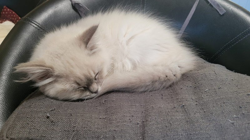 Ragdoll cat Carousel 1
