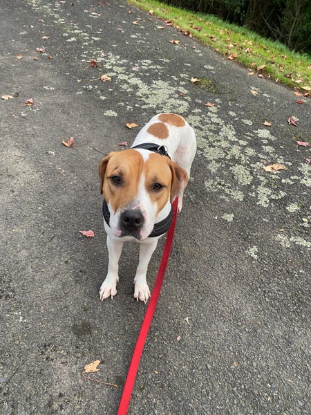Mixed breed Staffy, Lab Female Carousel 7