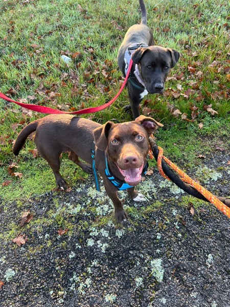 Mixed breed Lab, Kelpie Male Carousel 1