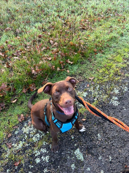 Mixed breed Lab, Kelpie Male Carousel 4