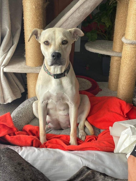Mixed Staffy Lab Female Carousel 2