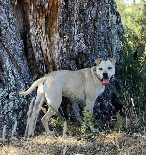Mixed Staffy Lab Female Carousel 12
