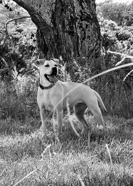 Mixed Staffy Lab Female Carousel 1